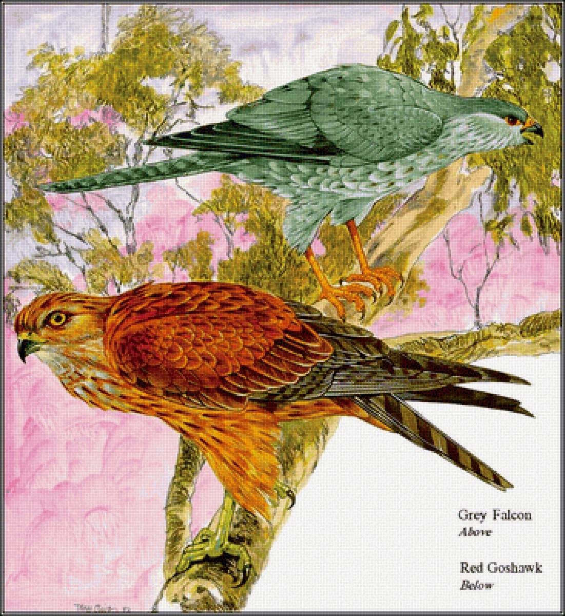 Птицы - птицы - предпросмотр