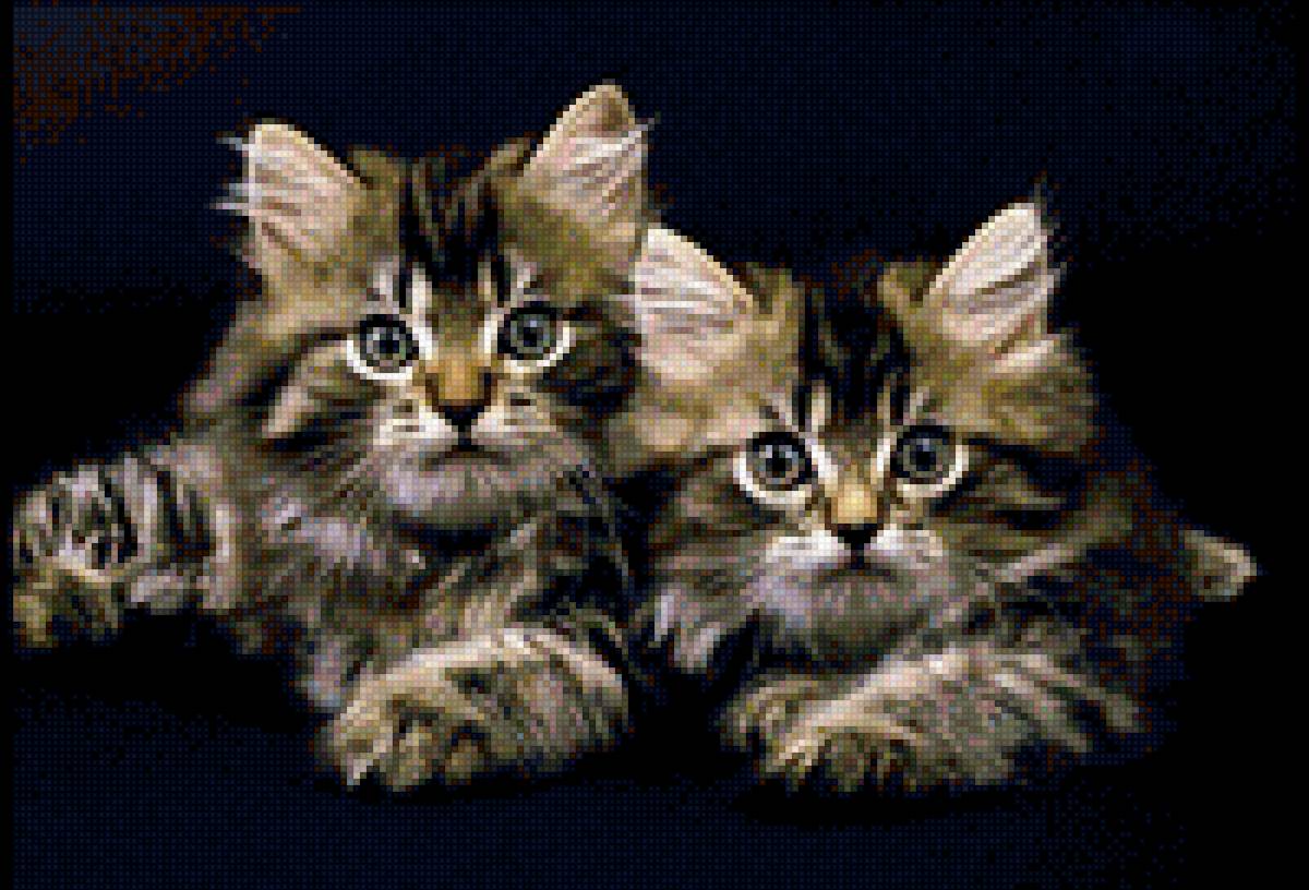 котята на чёрном фоне - черный фон, котята - предпросмотр