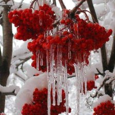 Схема вышивки «Рябина»