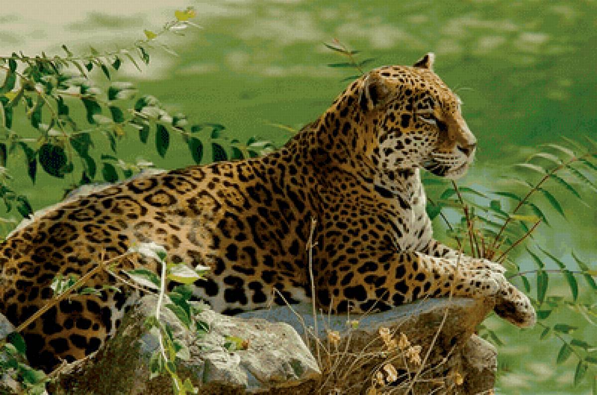 дикие - предпросмотр