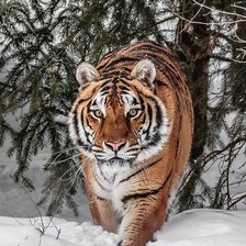 Схема вышивки «дикие»