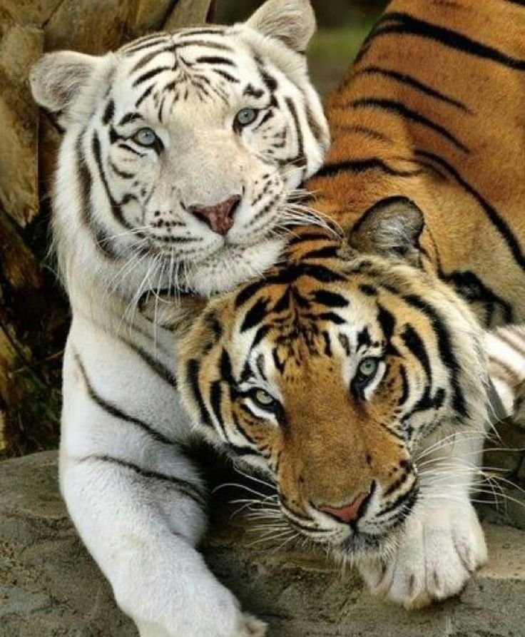 2 тигра - оригинал