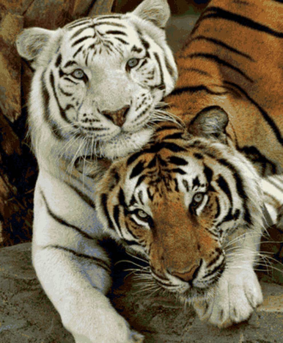 2 тигра - предпросмотр