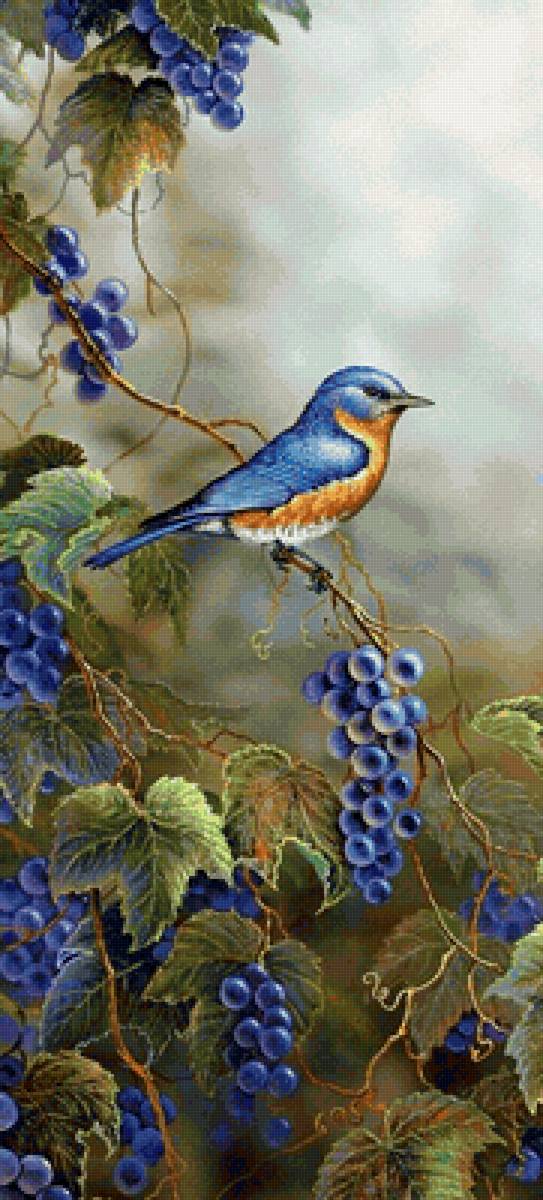 птицы - предпросмотр