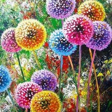 Схема вышивки «Разноцветные  одуванчики»