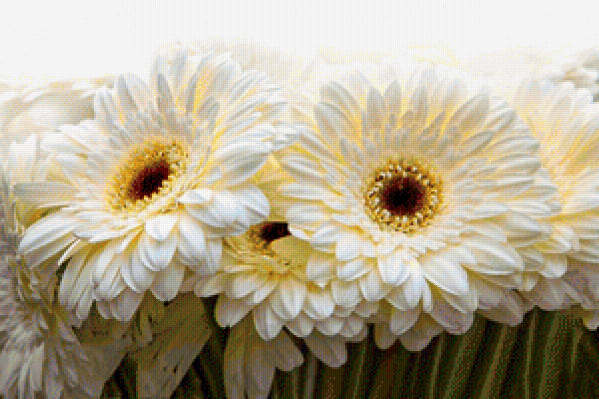 герберы - цветы - предпросмотр