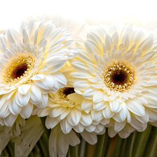 Схема вышивки «герберы»