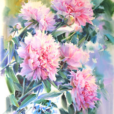 Схема вышивки «piwonie»