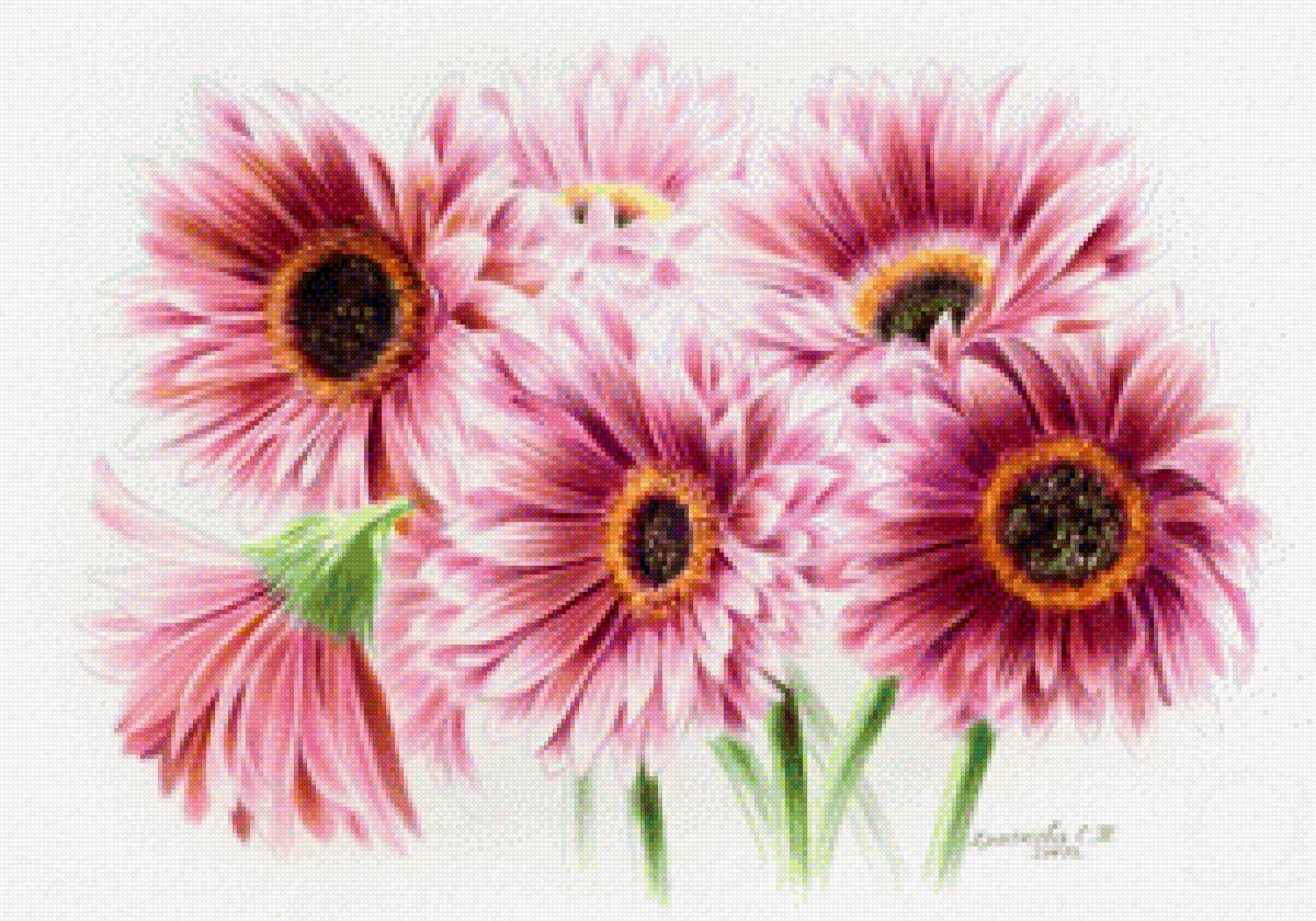 герберы - цветы - предпросмотр