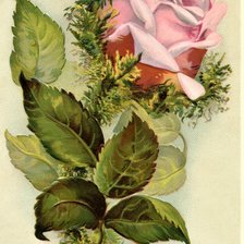 Схема вышивки «№2145351»