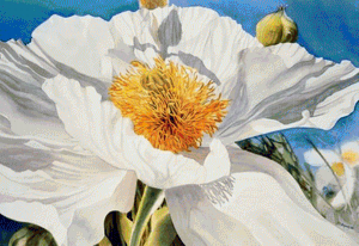 Пион Marney Ward - пион - предпросмотр