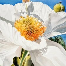 Схема вышивки «Пион Marney Ward»