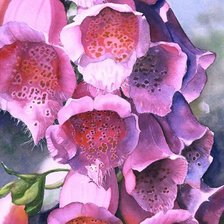 Схема вышивки «Наперстянка Marney Ward»