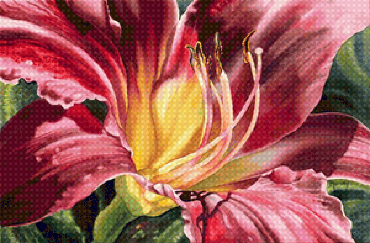 Лилия Бургунд Marney Ward - лилия - предпросмотр