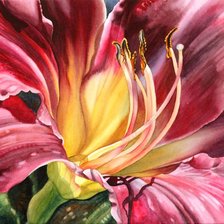 Схема вышивки «Лилия Бургунд Marney Ward»