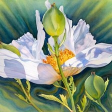 Схема вышивки «Мак Marney Ward»