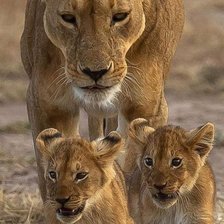 Схема вышивки «дикие»