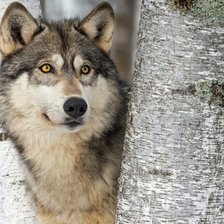Схема вышивки «Желтоглазый волк»