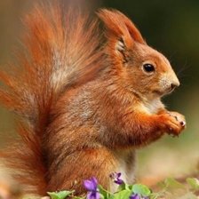 Схема вышивки «№2147066»