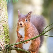 Схема вышивки «№2147068»