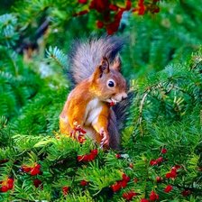 Схема вышивки «№2147096»