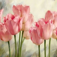 Мои тюльпаны