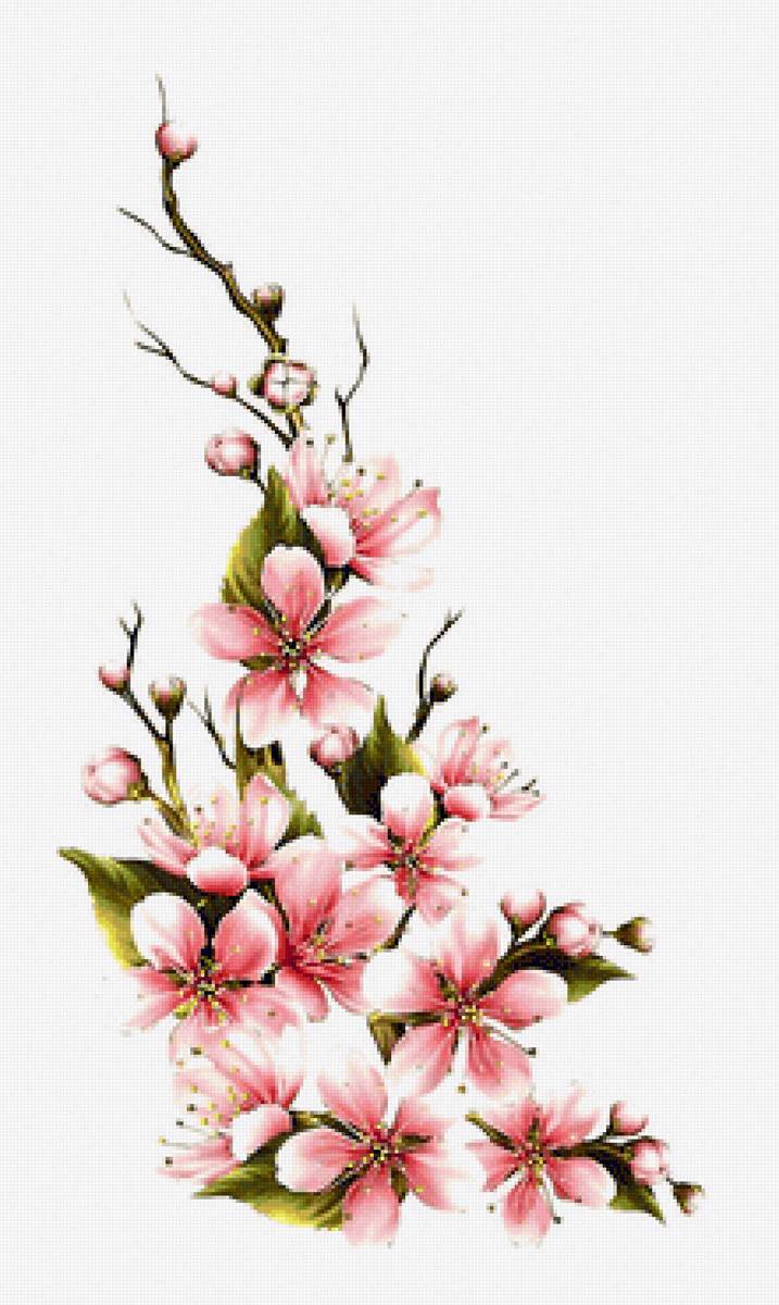 цветы - предпросмотр