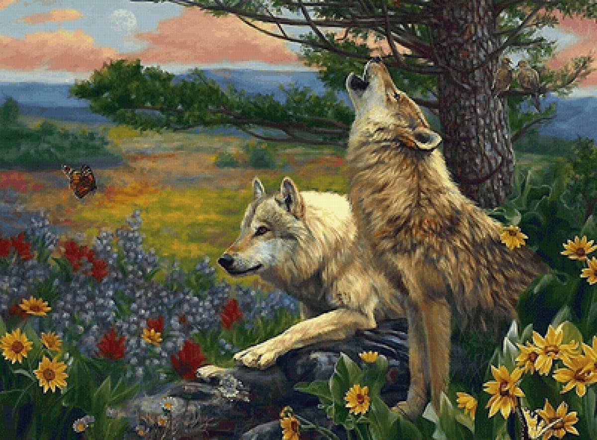 волки - вечер, бабочка, цветы, волки - предпросмотр