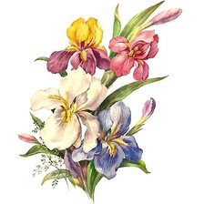 Схема вышивки «ирисы»