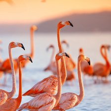 Схема вышивки «Фламинго»