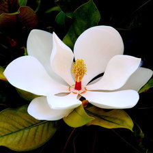 Схема вышивки «белая магнолия»