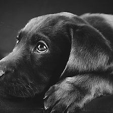 Схема вышивки «№2149305»