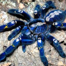 Схема вышивки «Паук»