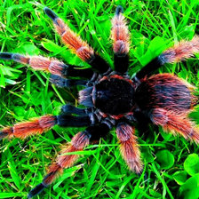 Схема вышивки «Паук»