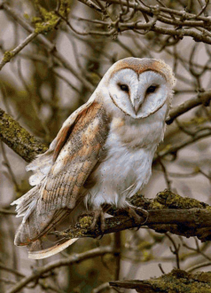 птицы - предпросмотр