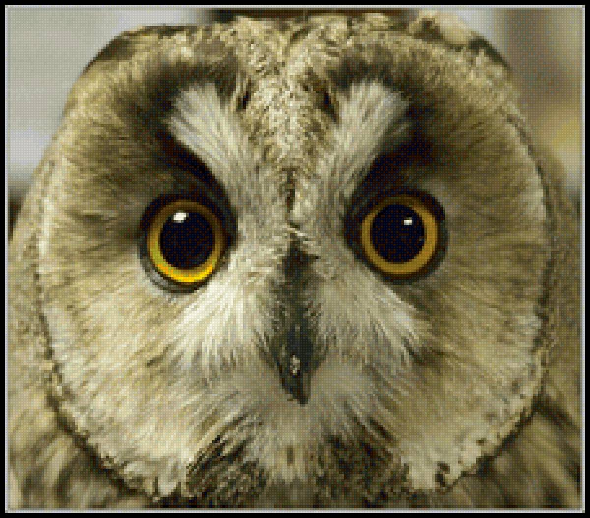 совушка - птицы, природа, совы - предпросмотр