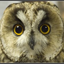 Схема вышивки «совушка»