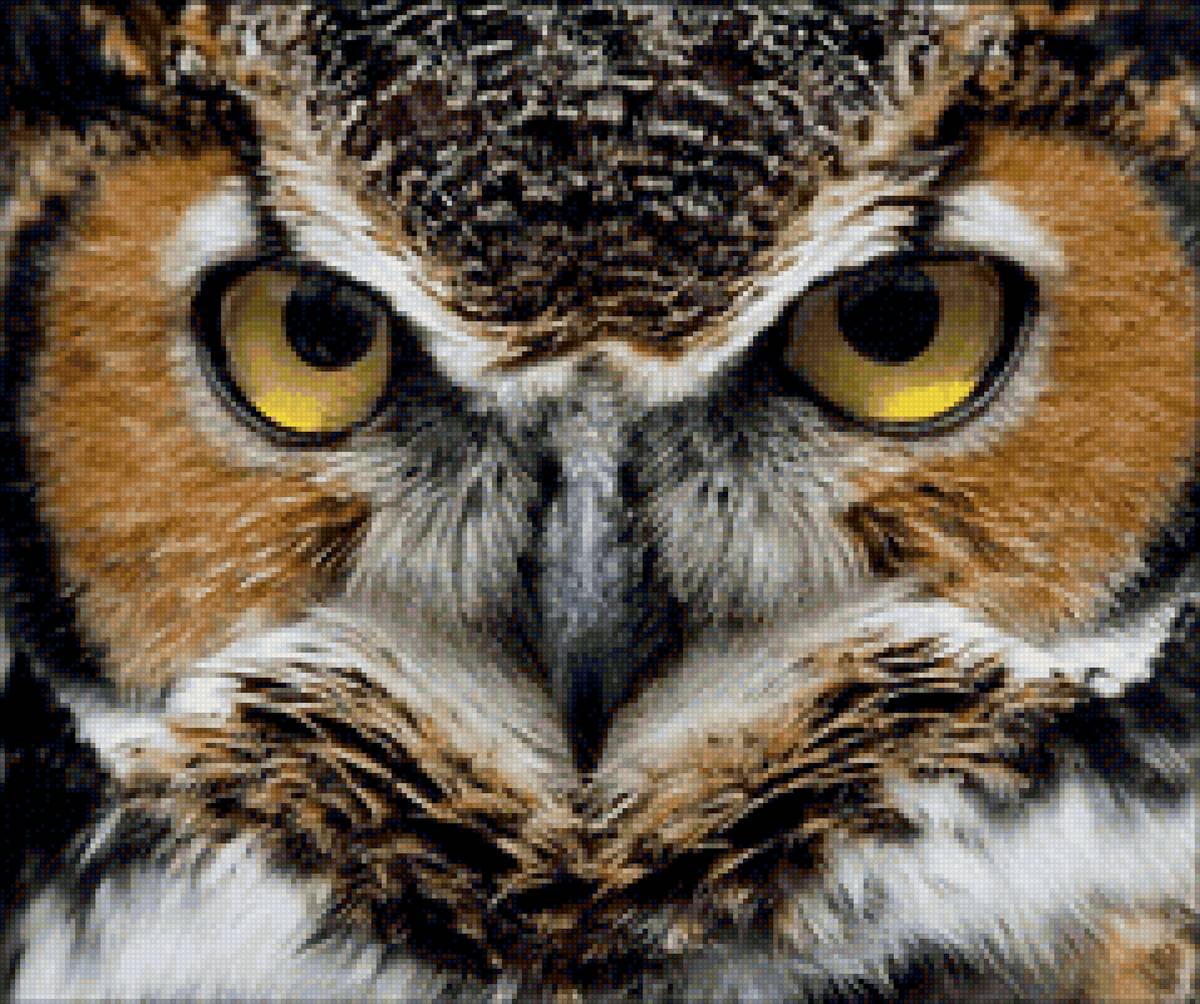 глаза совы - совы, птицы, природа - предпросмотр