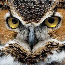 Схема вышивки «глаза совы»