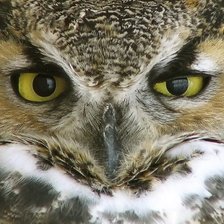 Схема вышивки «ухмылка совы»