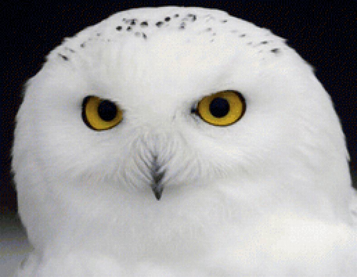 полярная совушка - птицы, природа, совы - предпросмотр
