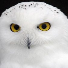 Схема вышивки «полярная совушка»