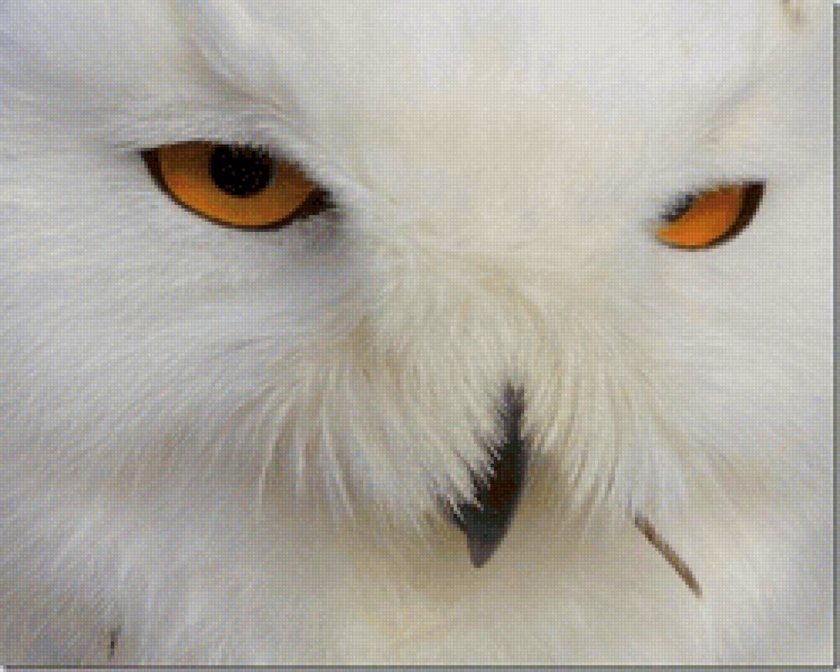 задумалась... - природа, совы, птицы - предпросмотр