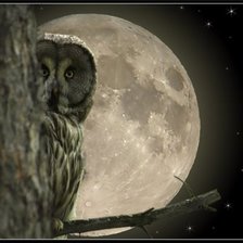 Схема вышивки «кто здесь?»