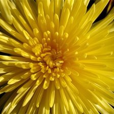 Схема вышивки «астра»