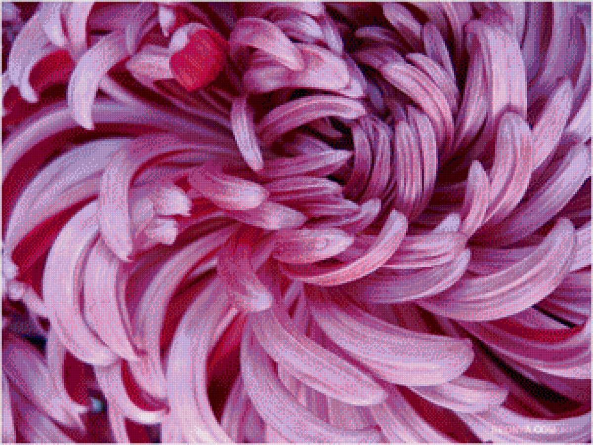 хризантема - серия совсем рядом - предпросмотр