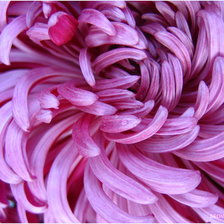 хризантема