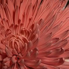 Схема вышивки «хризантема»