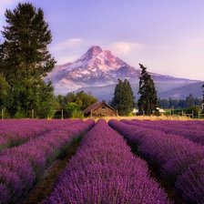 Схема вышивки «Лавандовая ферма»