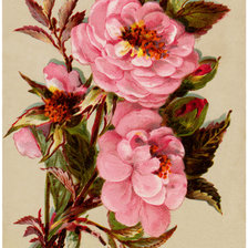 Схема вышивки «№2150544»